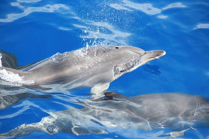 Dolphin and Whale Watching Catamaran Cruise from Funchal - Cabo Girão and the Madeira coast from sea level