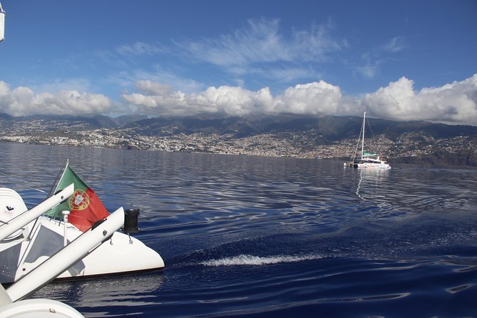 Dolphin and Whale Watching Catamaran Cruise from Funchal - What to bring for three hours offshore