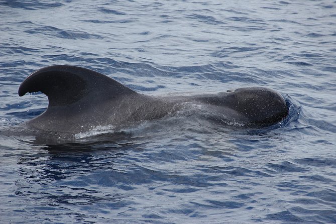 Dolphin and Whale Watching Catamaran Cruise from Funchal - Who will enjoy this catamaran most?