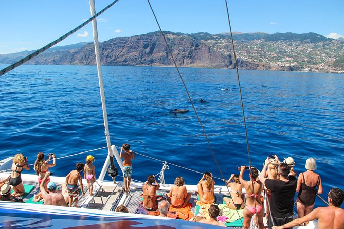 Dolphin and Whale Watching Catamaran Cruise from Funchal - Searching for dolphins and whales along Madeira’s south coast