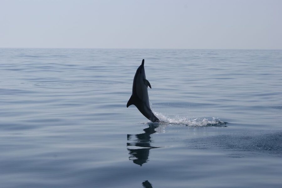 Dolphin Safari and Cave Tour in Vilamoura - Leaving Vilamoura Marina for Open Water