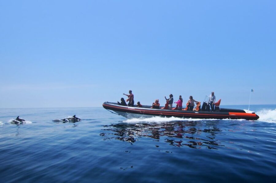 Dolphin Safari and Cave Tour in Vilamoura - A Fast RIB Ride Along the Algarve Coast