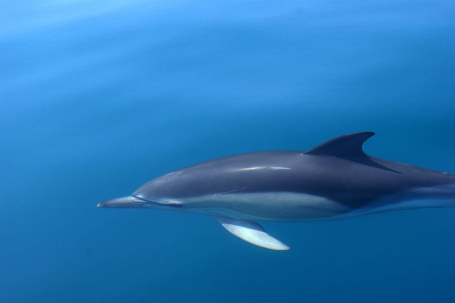 Dolphin Safari and Cave Tour in Vilamoura - Caves and Rock Formations Near the Coast