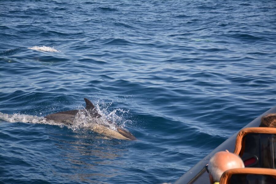 Dolphin Safari and Cave Tour in Vilamoura - The Return Cruise and What You Actually Get