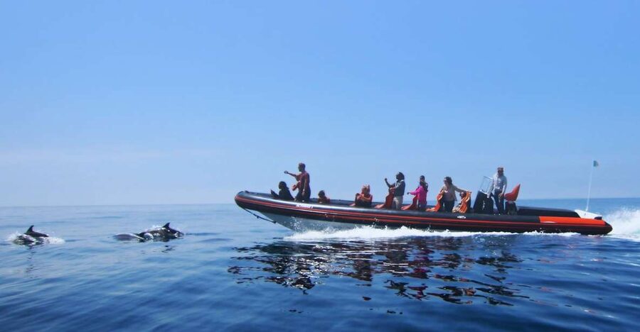 Dolphin Safari and Cave Tour in Vilamoura - The Dolphin Search: Wild Animals Set the Rules