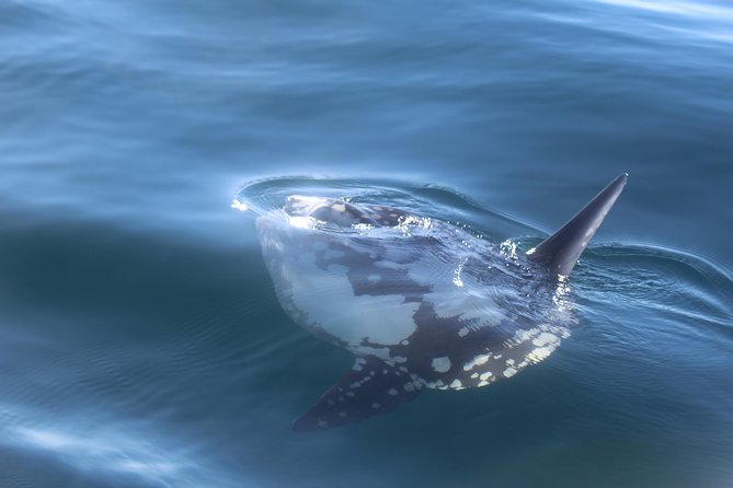 Dolphin Watching + 2 Islands Tour - From Faro - Ilha Deserta and a swim in clear water