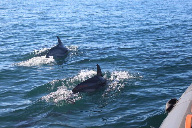Dolphin Watching + 2 Islands Tour - From Faro - Returning through a changing Ria Formosa