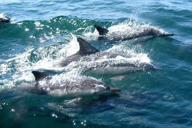 Dolphin Watching + 2 Islands Tour - From Faro - What the $72.59 price really buys you