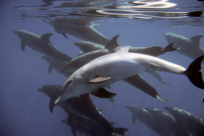 Dolphin Watching + 2 Islands Tour - From Faro - Weather, cancellations, and practical planning