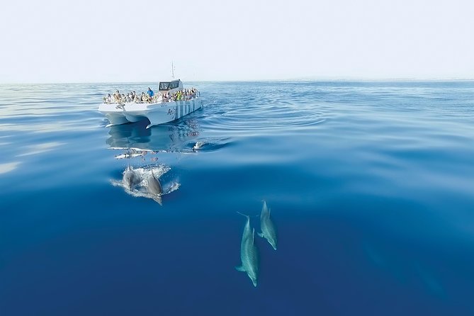 Dolphin Watching and Cave Boat Cruise from Albufeira - Commentary, music, and the human side