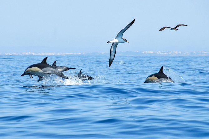 Dolphin Watching and Cave Boat Cruise from Albufeira - A few smart ways to enjoy the cruise