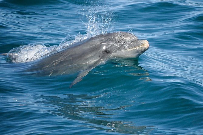 Dolphin Watching and Cave Boat Cruise from Albufeira - The Algarve cliffs and Benagil Cave