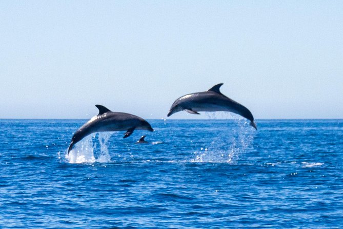 Dolphin Watching from Lagos with Marine Biologists - What the small RIB changes
