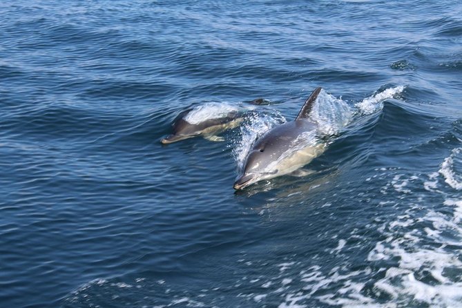 Dolphin Watching from Lagos with Marine Biologists - Searching for common and bottlenose dolphins