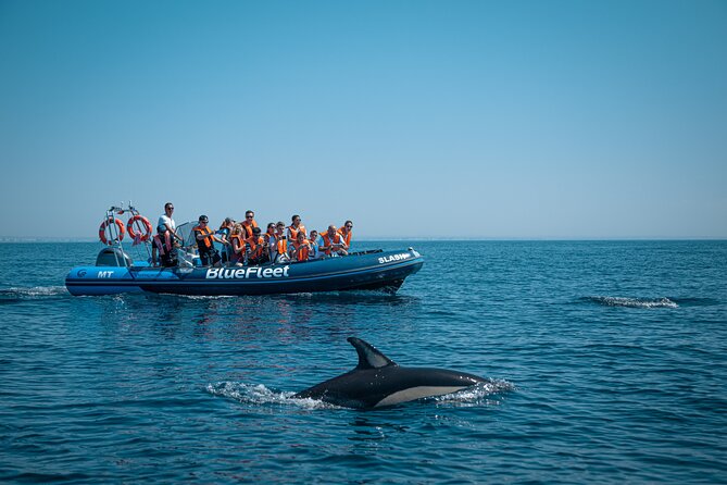 Dolphin Watching from Lagos with Marine Biologists - Is $48.39 a fair price?