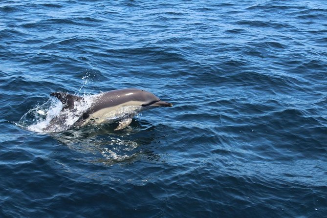 Dolphin Watching from Lagos with Marine Biologists - Marine biologists and the quality of the commentary