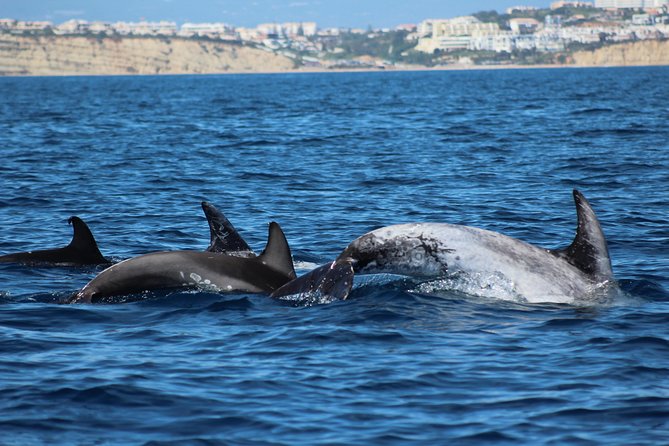 Dolphin-Watching in Marina de Lagos - Why the fast boat is part of the attraction