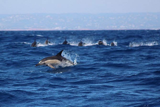 Dolphin-Watching in Marina de Lagos - What other marine life might appear