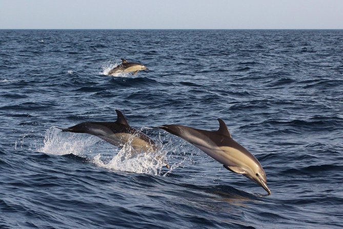Dolphin-Watching in Marina de Lagos - Is $41.13 good value for 90 minutes?
