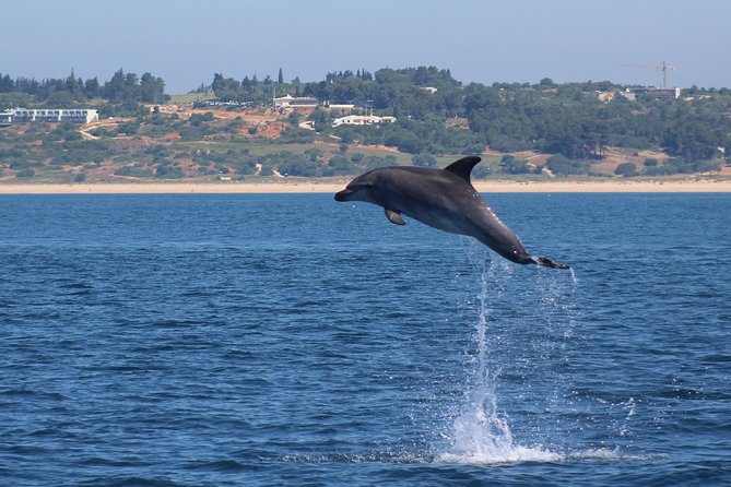 Dolphin-Watching in Marina de Lagos - How to prepare for a better ride