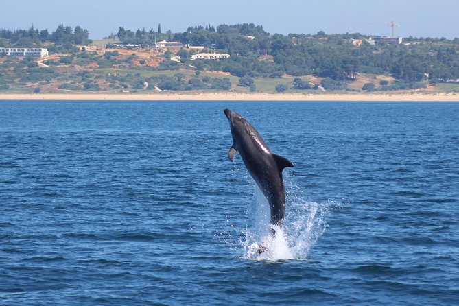 Dolphin-Watching in Marina de Lagos - Who will enjoy this dolphin trip most?