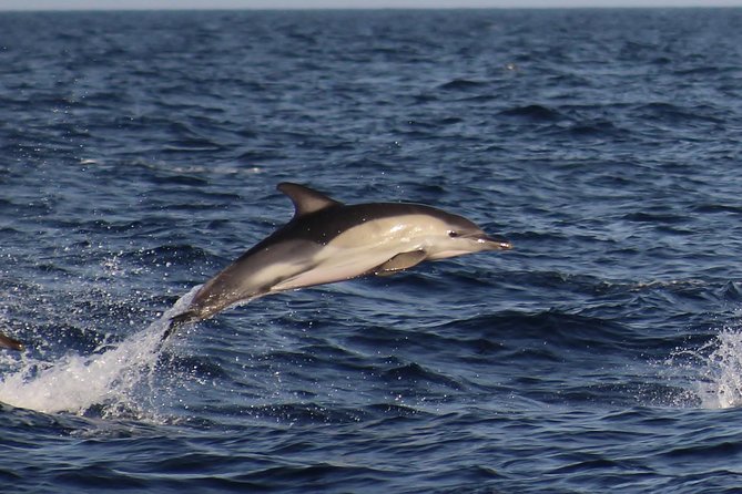 Dolphin-Watching in Marina de Lagos - Searching for bottlenose and common dolphins