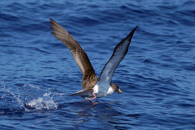 Dolphin - Whale - Turtle - Bird Watching - The return along Funchal Bay