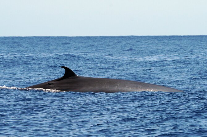 Dolphin - Whale - Turtle - Bird Watching - What you might see in two hours