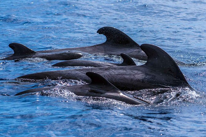 Dolphin - Whale - Turtle - Bird Watching - Wildlife ethics and boat behavior