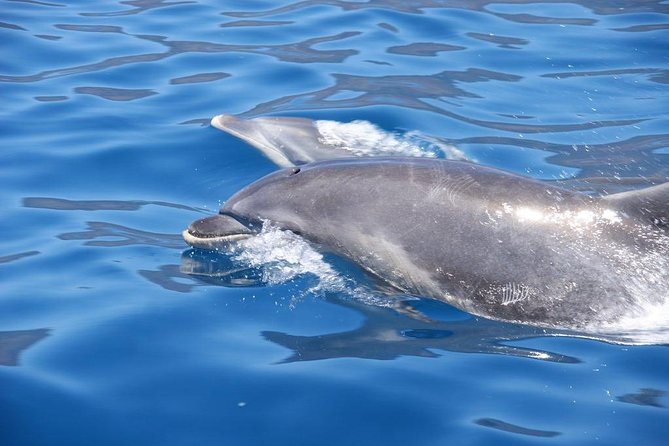 Dolphin - Whale - Turtle - Bird Watching - Is the $60.49 fare good value?