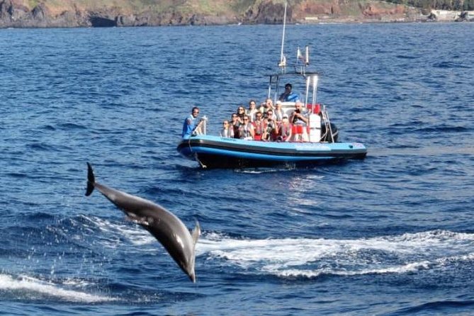 Dolphin - Whale - Turtle - Bird Watching - Who will enjoy this sea safari most?