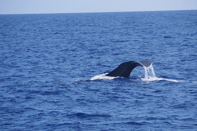 Dolphin - Whale - Turtle - Bird Watching - How the wildlife search works