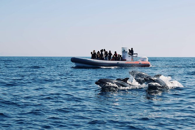 Dolphins Search and Benagil Caves from Albufeira - Key points to know before you go