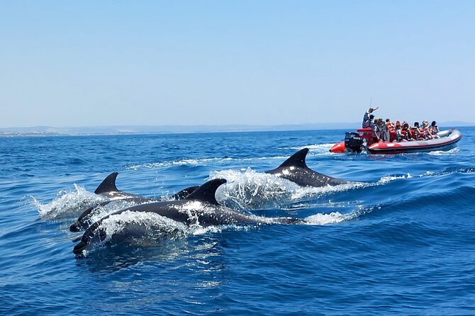 Dolphins Search and Benagil Caves from Albufeira - Setting out from Albufeira Marina