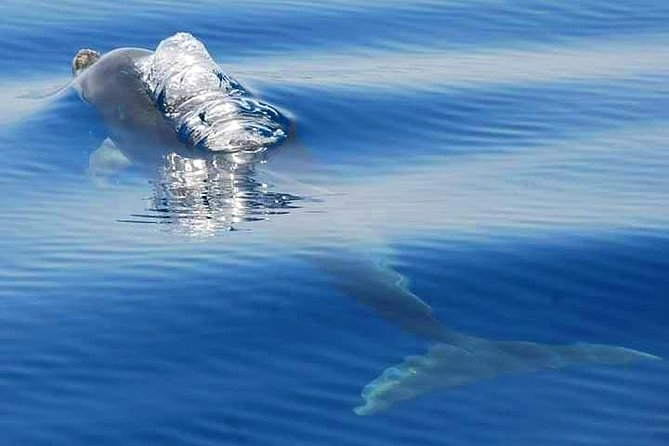 Dolphins Search and Benagil Caves from Albufeira - What the semi-rigid boat ride feels like