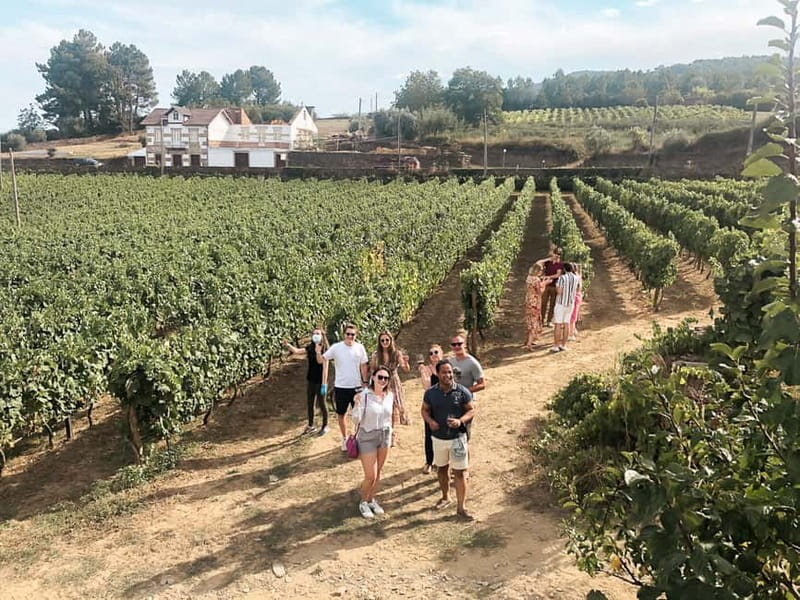 Douro Valley: Real Small-Group, Wine Tasting, Lunch & Boat - First stop: Port, production, and Portuguese cheese