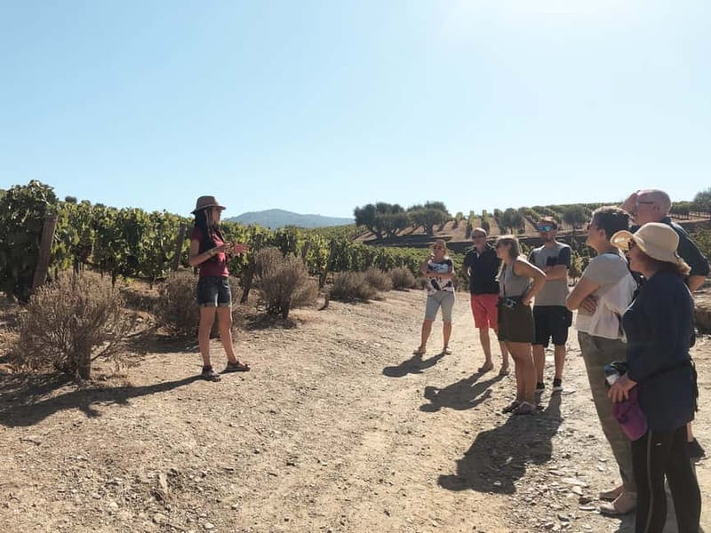 Douro Valley: Real Small-Group, Wine Tasting, Lunch & Boat - Lunch with three menu choices
