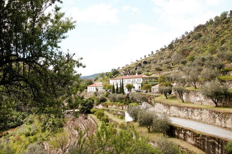 Douro Valley: Real Small-Group, Wine Tasting, Lunch & Boat - Second estate: table wine, olive oil, and honey