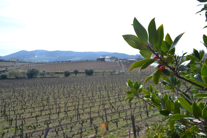 Douro Valley Tour: 2 Vineyard Visits, River Cruise, Winery Lunch - Guides make the difference