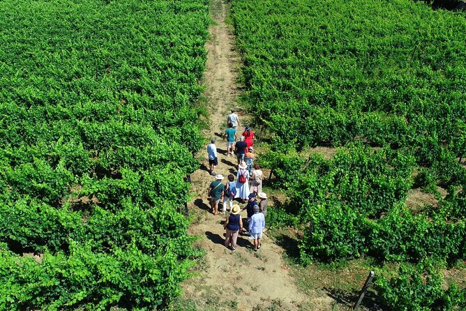 Douro Valley Tour - 3 Wine tastings, Lunch & river Cruise - 8:00 am departure and the road toward Régua
