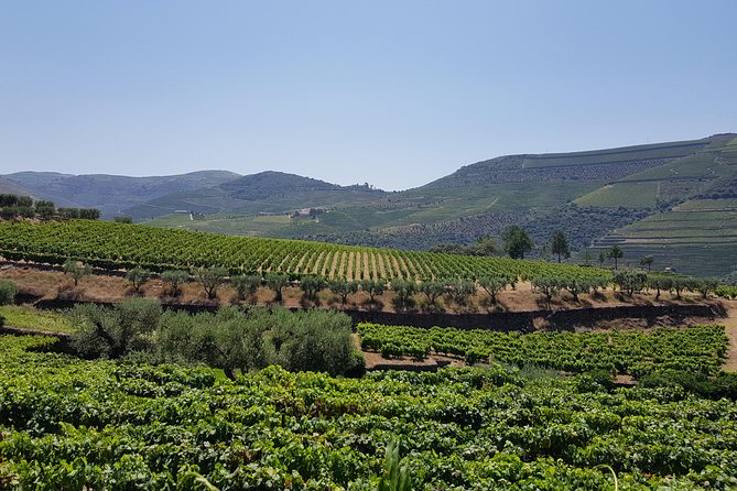 Douro Valley Wine Tour: 3 Vineyard Visits, Wine Tastings, Lunch - National Road 222 and the heart of the valley