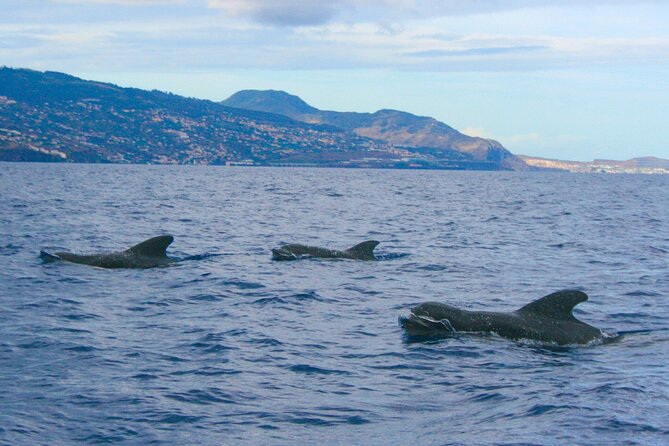 Eco-Friendly Catamaran Dolphin and Whale Watching - The catamaran, bar, and swimming stop