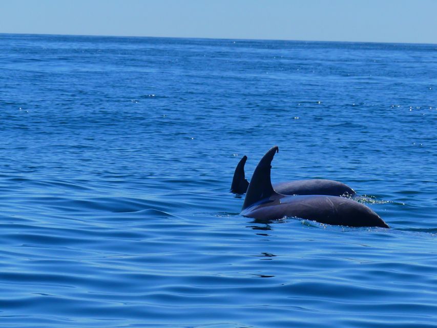 Faro: Dolphin and Wildlife Watching in the Atlantic Ocean - Key points before you book
