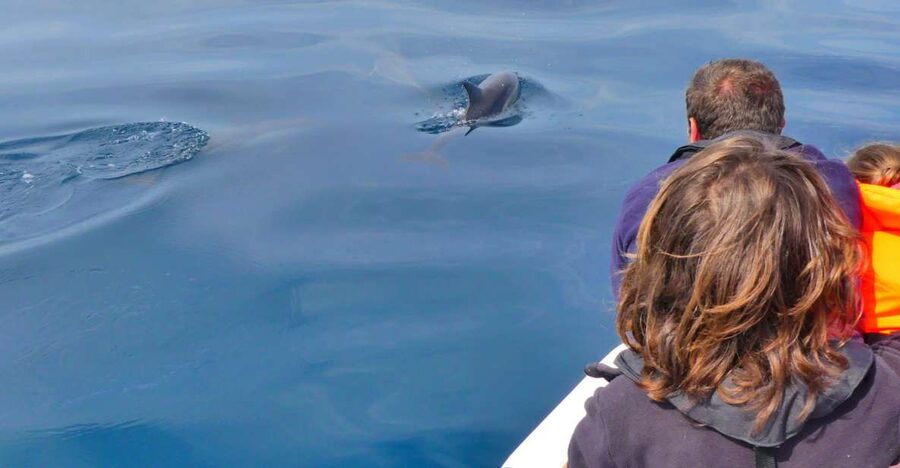 Faro: Dolphin and Wildlife Watching in the Atlantic Ocean - Watching dolphins without chasing them