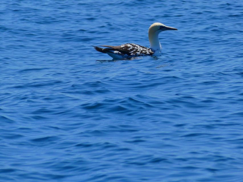 Faro: Dolphin and Wildlife Watching in the Atlantic Ocean - Searching for whales, orcas, and other cetaceans