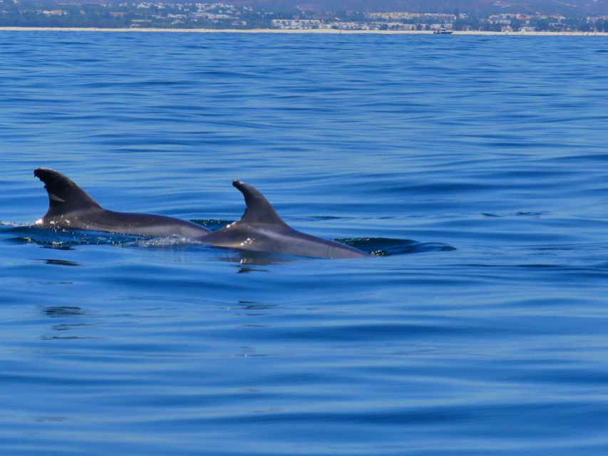 Faro: Dolphin and Wildlife Watching in the Atlantic Ocean - Birds, fish, and smaller surprises