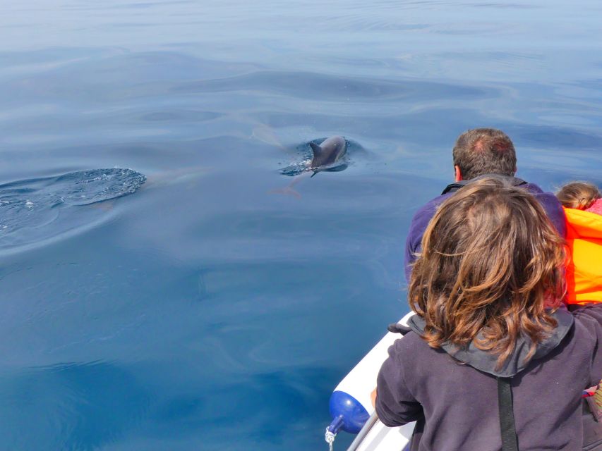 Faro: Dolphin and Wildlife Watching in the Atlantic Ocean - What the marine biologist guides add