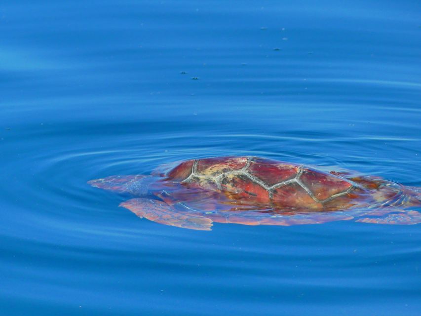 Faro: Dolphin and Wildlife Watching in the Atlantic Ocean - Is $76 a fair price?