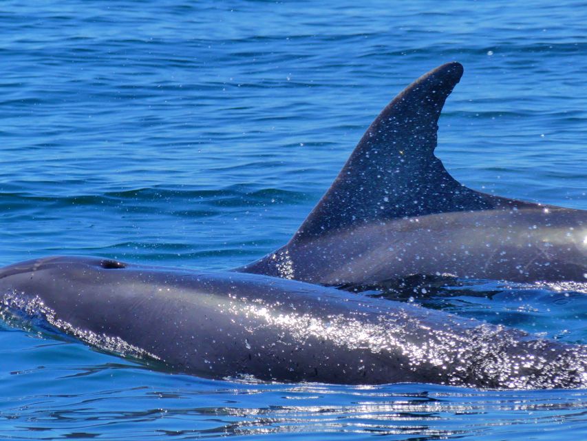 Faro: Dolphin and Wildlife Watching in the Atlantic Ocean - Who should book this boat trip?
