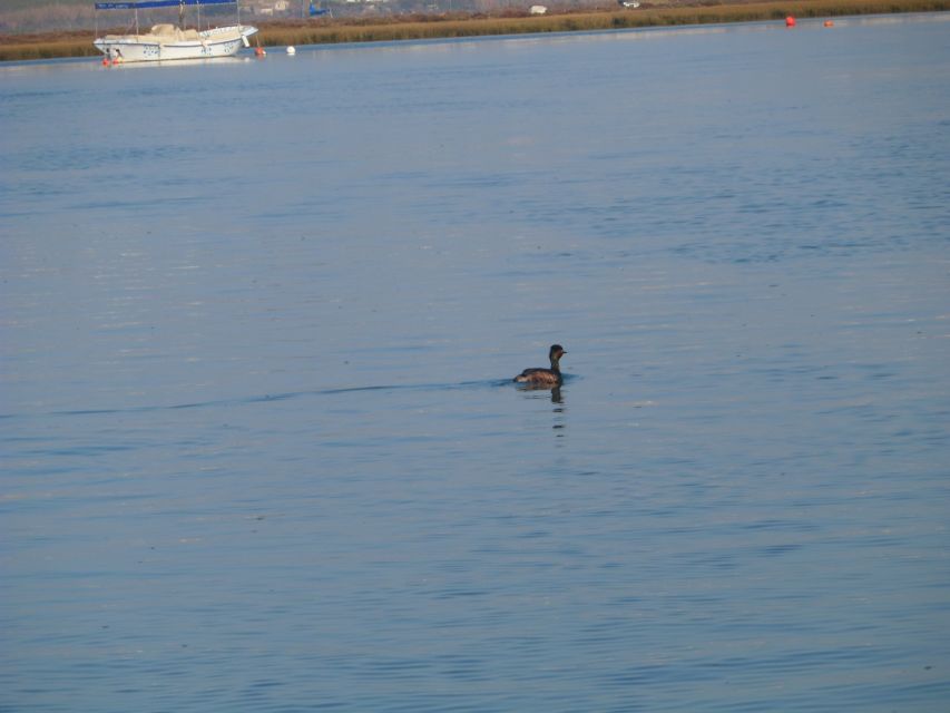 Faro: Eco-Friendly Ria Formosa Bird Watching in Solar Boat - Starting at Rua da Porta Nova in Faro